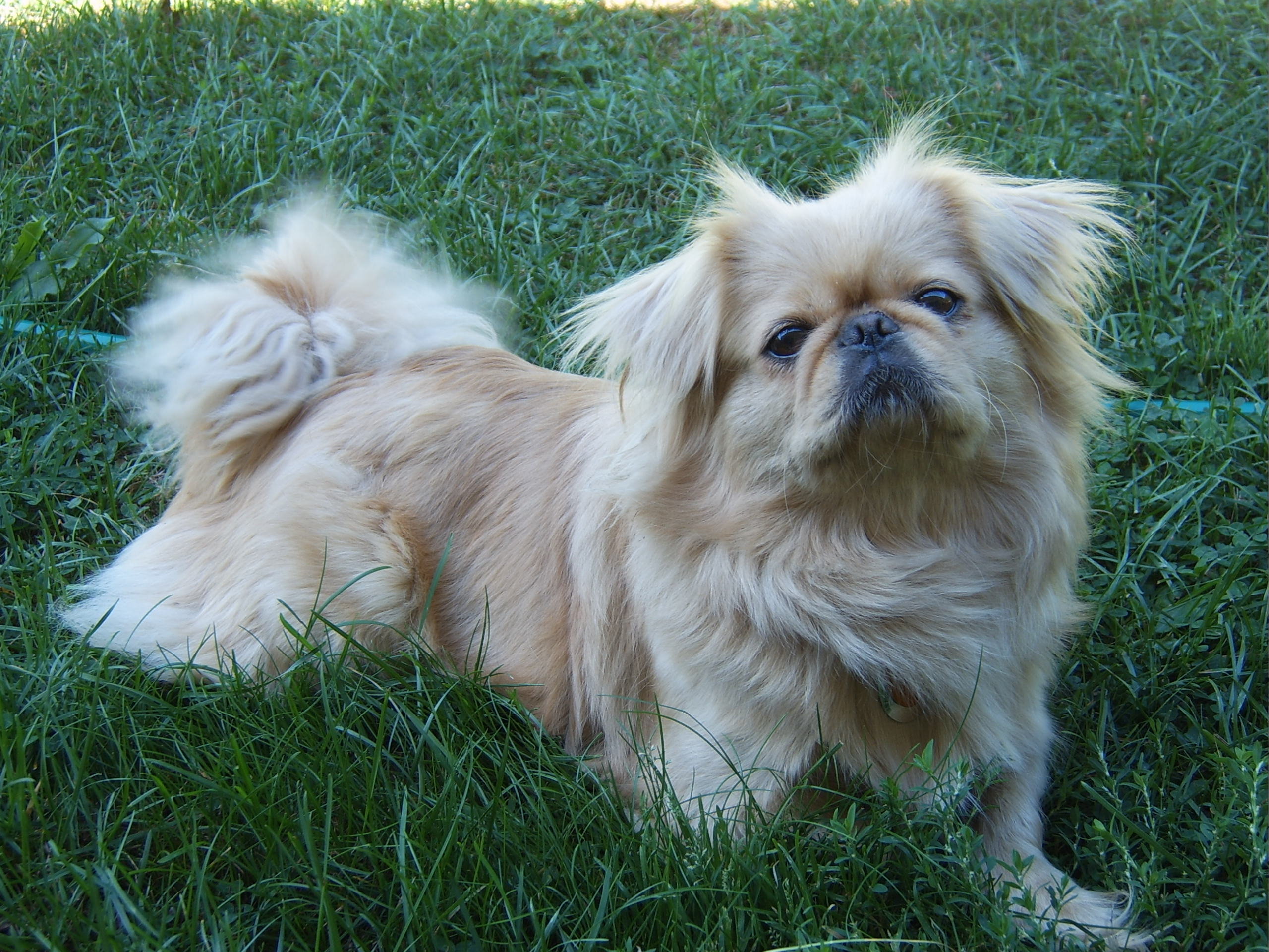 Pekingese