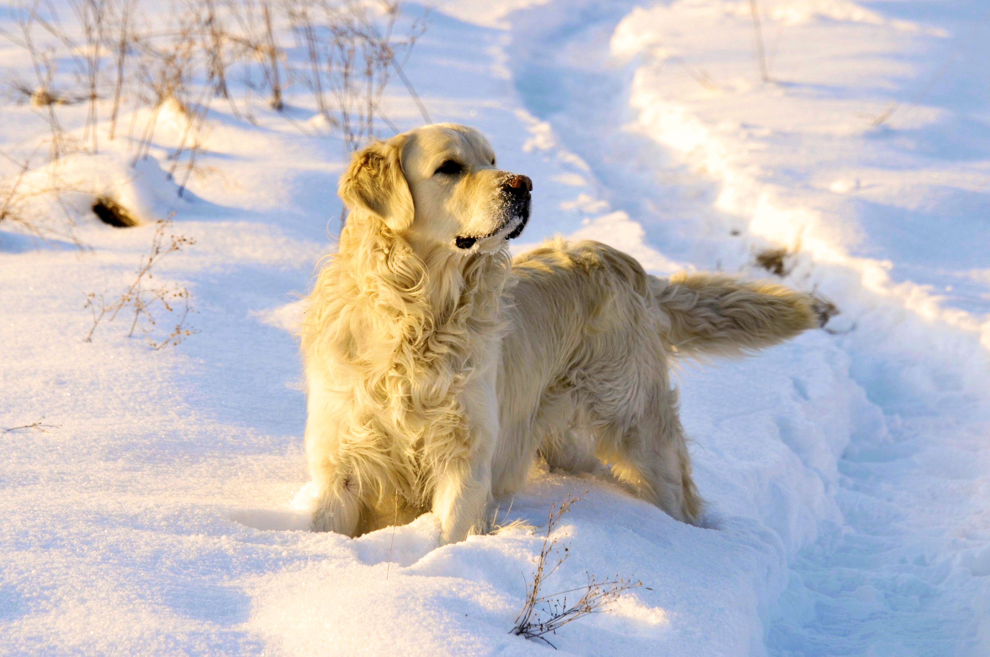 Golden Retriver