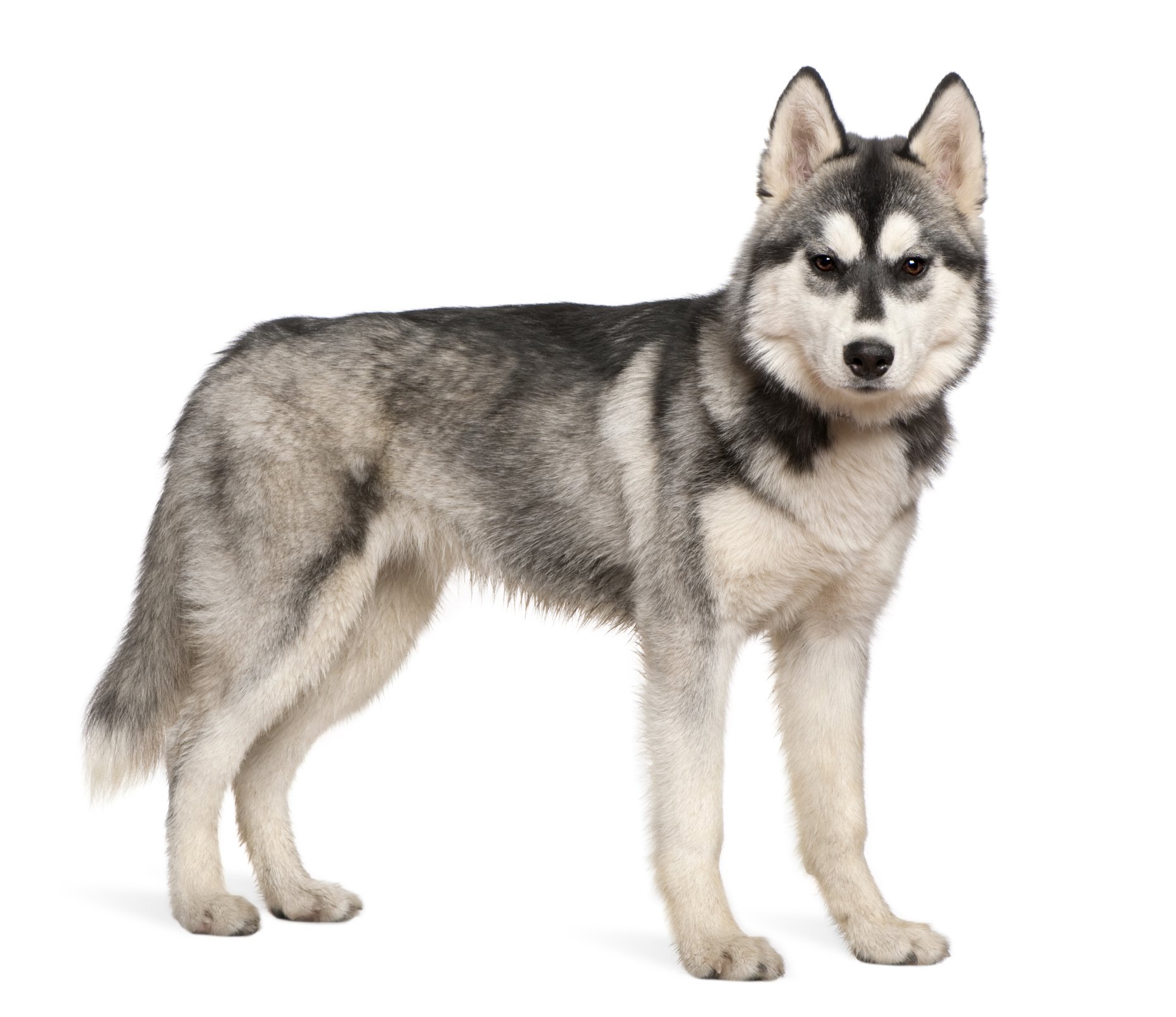 Husky Siberiano